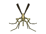 fly_small_b.gif (13746 bytes)