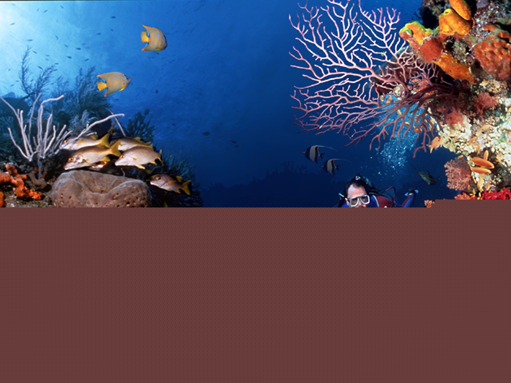 Oceano - papel de parede.jpg (258850 bytes)